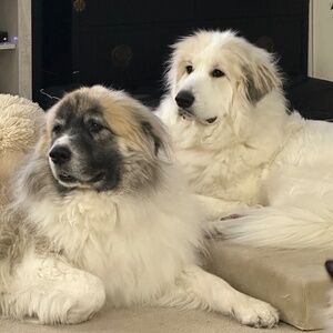 Meet your Posher, Jeff